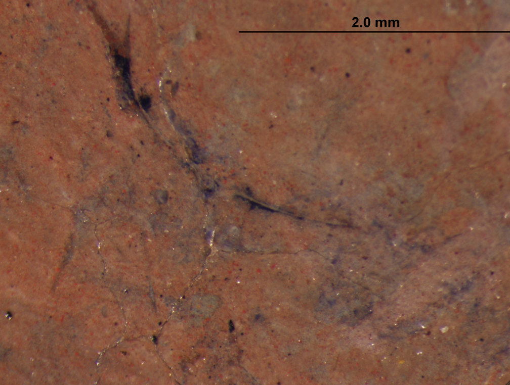 Gauguin | Online Scholarly Catalogue | Art Institute of Chicago | Photomicrograph showing charcoal particles