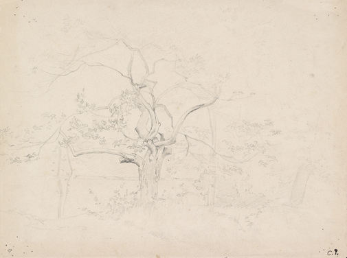 Camille Pissarro (French, 1830–1903). Study of a Tree, late 1850s/early 1860s. Pencil on paper; 23.8 × 31.6 cm (9 3/8 × 12 1/2 in.). Ashmolean Museum, Oxford.