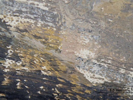 Photomicrograph of the table top in Pissarro’s Woman Mending (1895) showing the mixture of wet and dry underdrawing media. The Art Institute of Chicago, 1959.636.