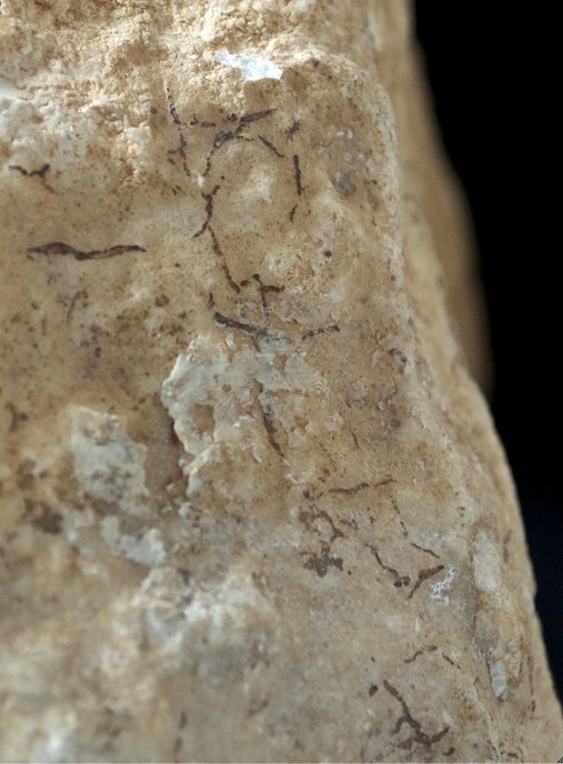 Detail showing the rootlets on the broken surface of the neck of Head of Mars (2nd century A.D.). The Art Institute of Chicago