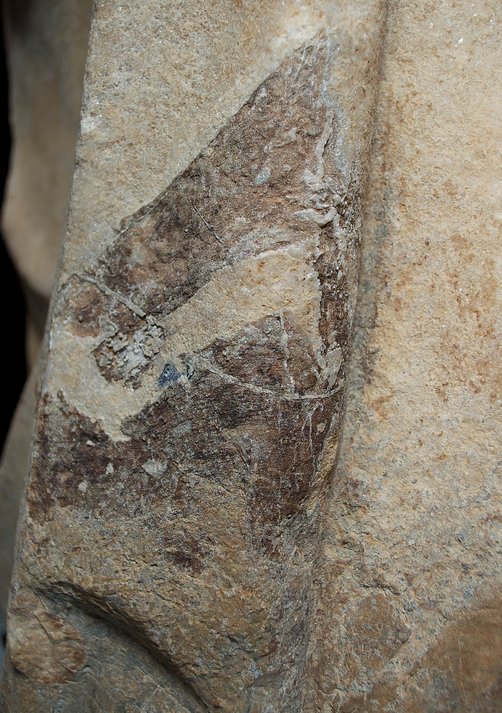 Roman Art | Online Scholarly Catalogue | Art Institute of Chicago | Detail showing the unmetamorphosed protolith on the verso of Fragment of a Portrait Statue of a Man (2nd century A.D.).